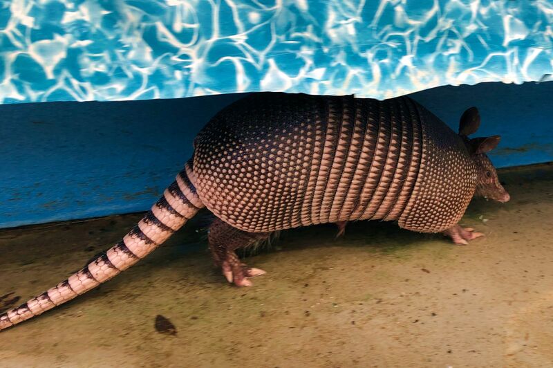 An Armadillo Walking in a Shaded Surface