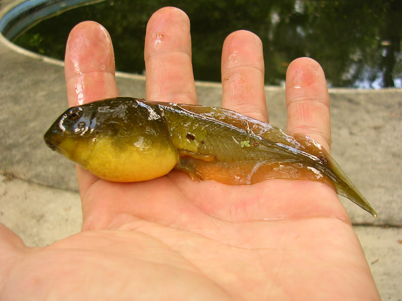 A Man Holding a Fish With a Stomach in Hand