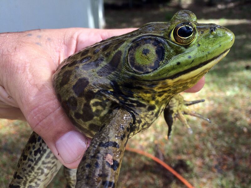 A Man Holding a Big Slimy Frog in the Hands