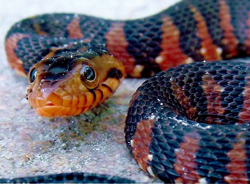 A Snake With Orange and Black Stripes Scales